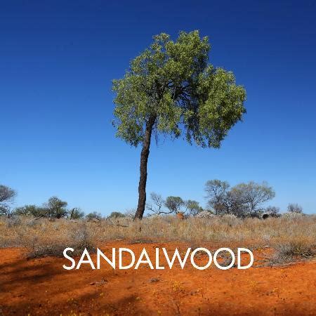 Sandalwood Australian 12ml - Australian Essential Oils