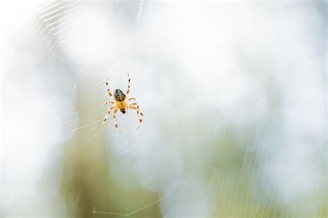 Premium Photo | Little spider on the web.