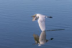 What’s the Difference? Whooping Cranes vs. Great Egrets | National Marine Sanctuary Foundation