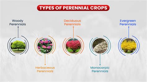 Perennial Crops Farming - Know Benefits, Importance And Types