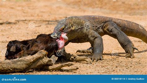 Komodo Dragons Eat Their Prey. Indonesia. Komodo National Park Stock Photo - Image of ...