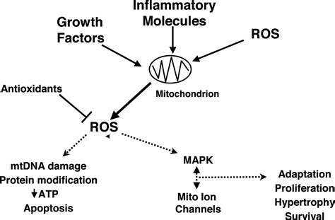 Free Radicals, Mitochondria, and Oxidized Lipids | Circulation Research