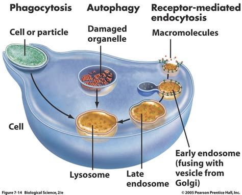 Lysosome - Bing Images | Biology | Pinterest | Search and Image search