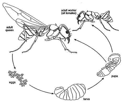 Ants Life Cycle | Côn trùng