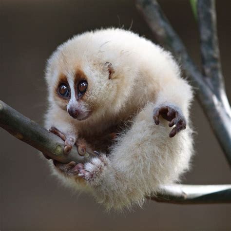 Javan Slow Loris by Irawan Subingar on 500px √ | Animales albinos, Animales exóticos y Animales