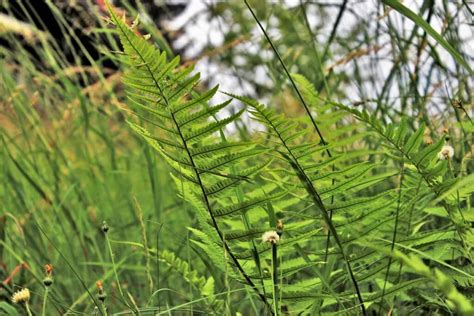 How to Protect Plants From Wind Damage: Tips, Ideas, and Techniques