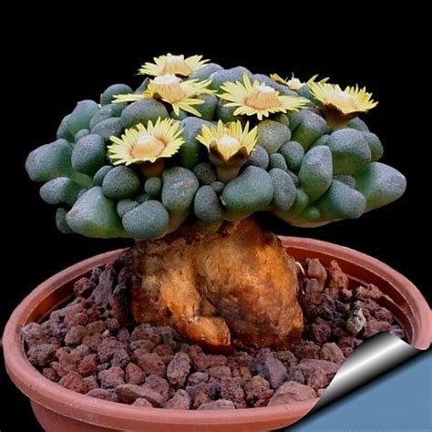 Aurora Ball Seeds, Succulent Seeds, 100pcs/pack | Succulent seeds ...