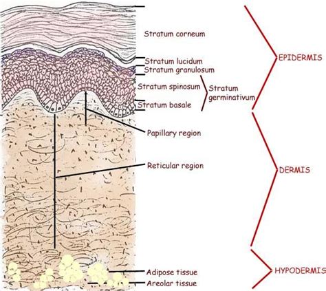 Integument (skin) Histology Flashcards Ditki Medical And, 42% OFF