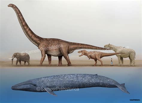 Blue Whale Size Comparison by SameerPrehistorica on DeviantArt