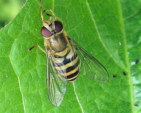 The Birds of Kent: Hoverflies in my Garden