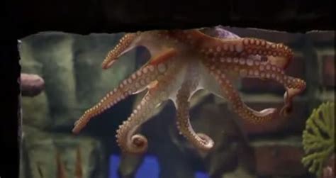 Paul the oracle octopus dies - Videos - Metatube