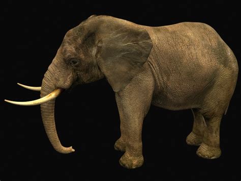 African male elephant 3d model 3dsmax files free download - CadNav