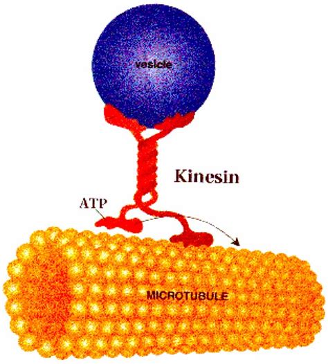 A kinesin molecule as it carries a vesicle during its " walk " along a... | Download Scientific ...