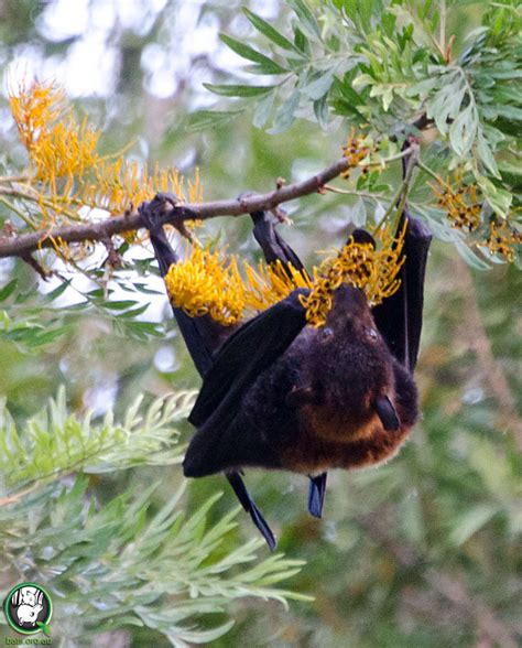 Bats - Food & Feeding | Wildlife Online