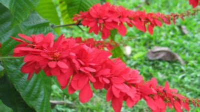 Double Chaconia is T&T’s Official Flower - Caribbean Today