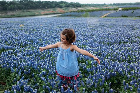 Texas Bluebonnet Flower Facts | Best Flower Site