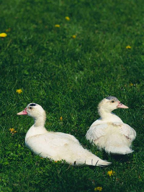 Raising Muscovy Ducks (Everything You Need To Know)