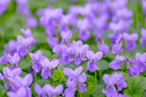 Violets (Viola): How to Grow and Care with Success