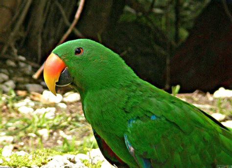 Free photo: Green Parrot - Bird, Green, Parrot - Free Download - Jooinn