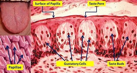 Taste buds are microscopic structures located on the papillae of your ...