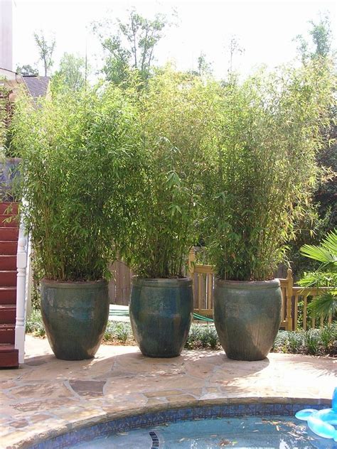 Potted bamboo | Patio plants, Privacy landscaping, Outdoor gardens