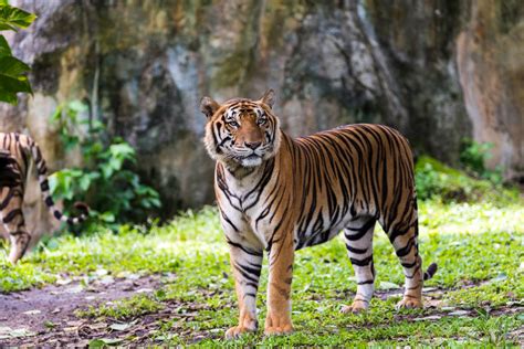 🏷️ Tiger in forest. Tiger and Wild Boar Filmed in Forest Battle. 2022-11-04