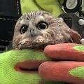 A tiny owl hitched a ride on the Rockefeller Christmas tree - CNN