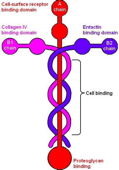 Laminin Cross | Molecule tattoo, Knowing god, Bible study help