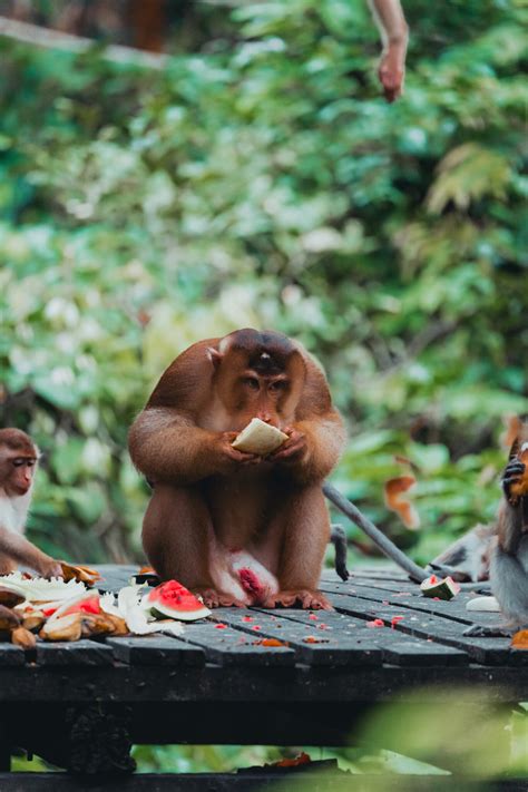 Exploring Paradise: The Top Things to Do in Sabah, Borneo - tabithaschr