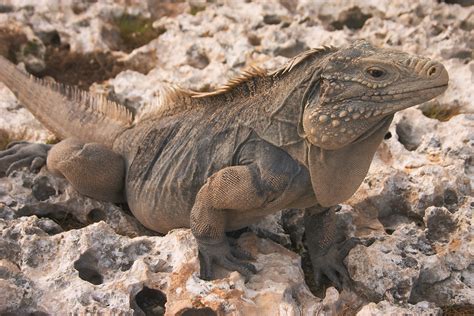 File:Iguana at the Iguanas island near Cayo Largo shot 02.jpg