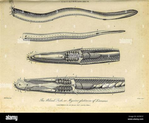 Hagfish Anatomy