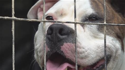 W. Memphis breaking ground on animal shelter funded by Southland ...