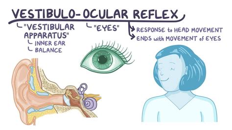 Vestibular Ocular Reflex Pathway