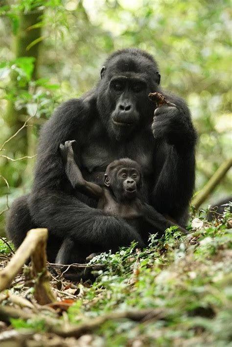 WHY DOES IT MATTER FOR MOUNTAIN GORILLA CONSERVATION? | International ...