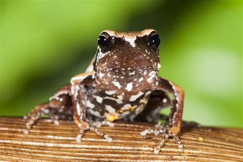 Story of 'The Discovery' of New frog species, in the Western Ghats of ...