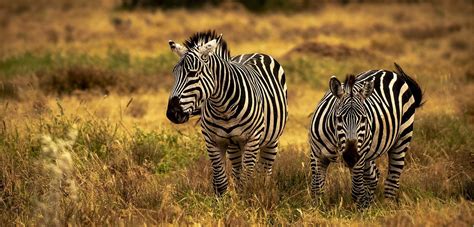 Facts About Plains Zebra | 5 Interesting facts about Plains Zebras