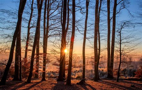 forest tree, background, sun rise, forest, landscape, sun, trees, nature | Piqsels