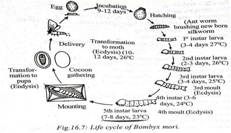 Life cycle of silkworm