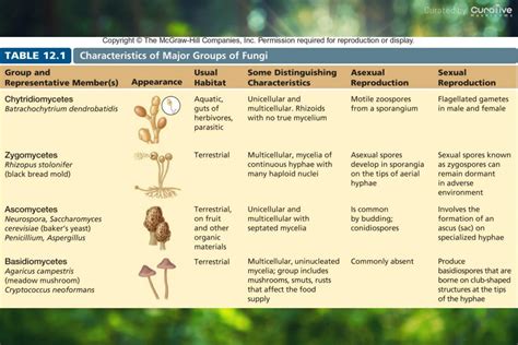 What is Mycelium: Mushroom Mycelium Network & Definition