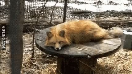 Fox GIF - Fox - Discover & Share GIFs