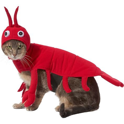 Cute Alert: 10 Cat Halloween Costumes for Your Favorite Feline | BeChewy