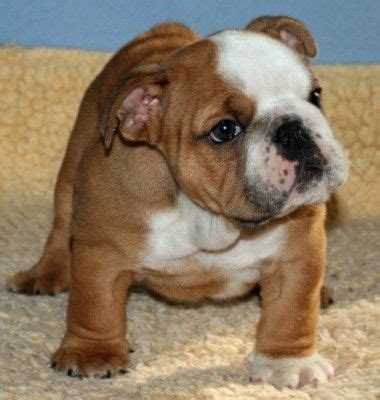 Red English Bulldog Puppies For Sale SOO CUTE! Bulldog Puppies For Sale, English Bulldog Puppies ...