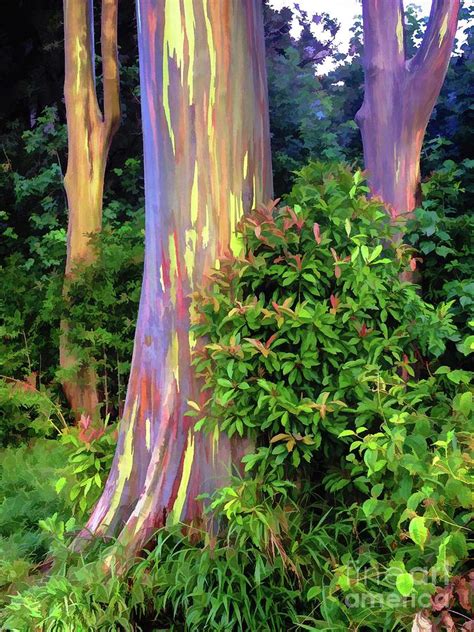 Rainbow Eucalyptus Trees on Maui Photograph by Bob Lentz - Fine Art America