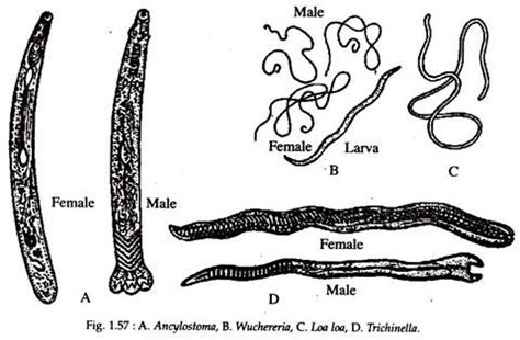 Phylum Nematoda: Features and Classification