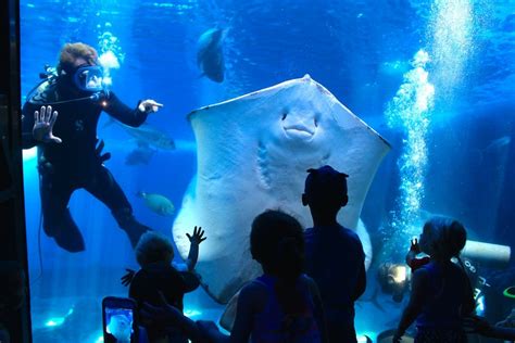 Maui Ocean Center (The Aquarium of Hawaii) (2) - Living + Nomads – Travel tips, Guides, News ...