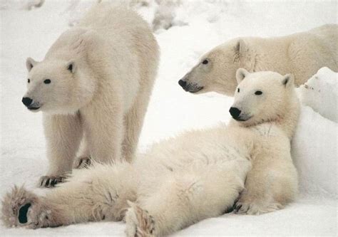 Polar Bear Family Wallpapers,Polar Bear Wallpapers & Pictures Free ...