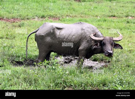 The Carabao or Bubalus bubalis carabanesis is a domesticated subspecies ...