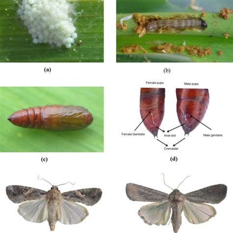 2 Life stages of fall armyworm (a) Egg mass (b) Larva (c) Pupa (d ...