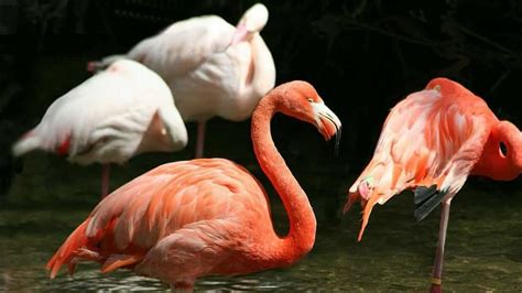 Galapagos Flamingo - Galapagos Islands - Happy Gringo Travel