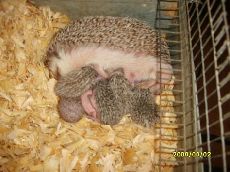 Hedgehogs: Care, Info and more: Mother hedgehog with babies